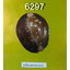 หอยเบี้ย 6297