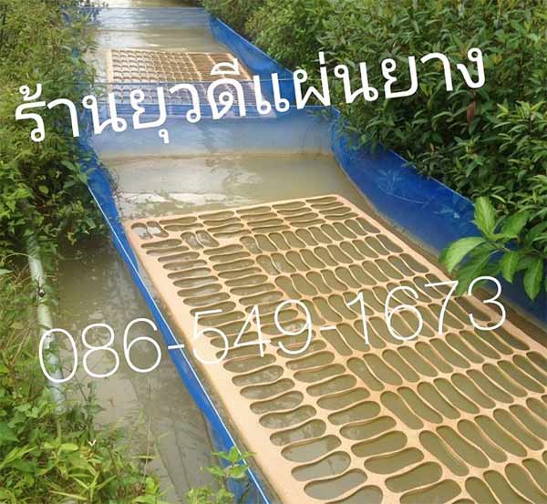 แผ่นยางใช้เลี้ยงกบ