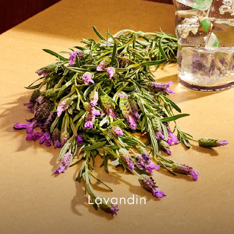 น้ำหอม Gucci Guilty Pour Homme Parfum