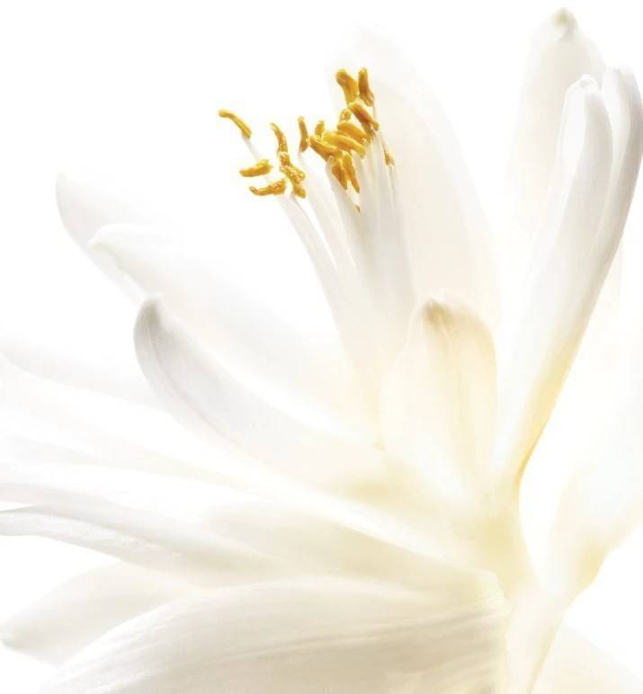 น้ำหอม Dior J'adore EDT 100ml