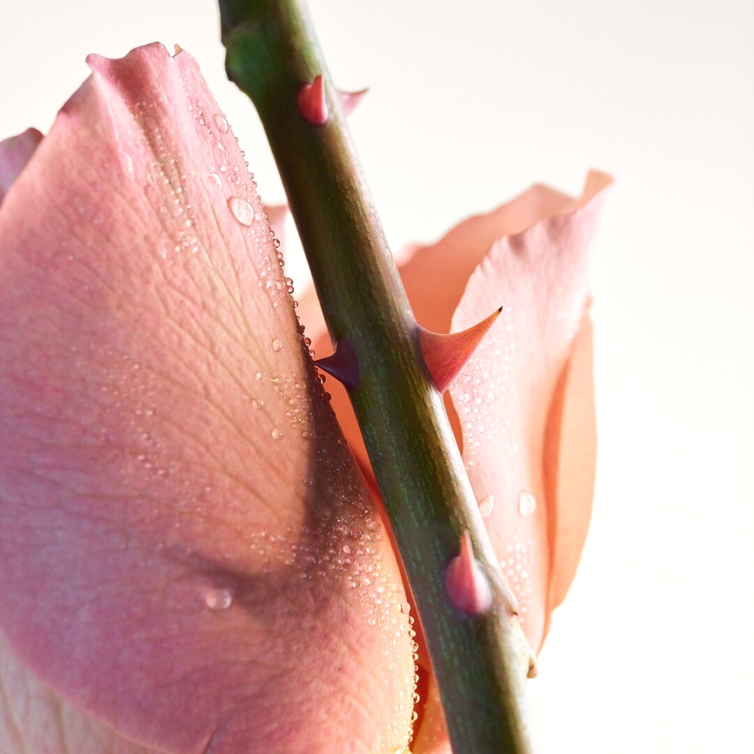 น้ำหอม Bottega Veneta Parco Palladiano VI Rosa EDP 100ML