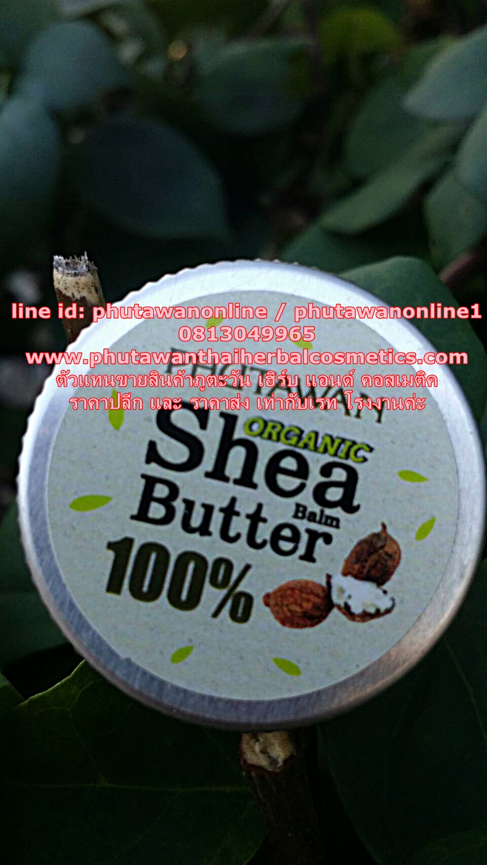 shea butter organic phutawan เชีย บัตเตอร์ ออแกนิค ภูตะวัน ขนาด 10 กรัม