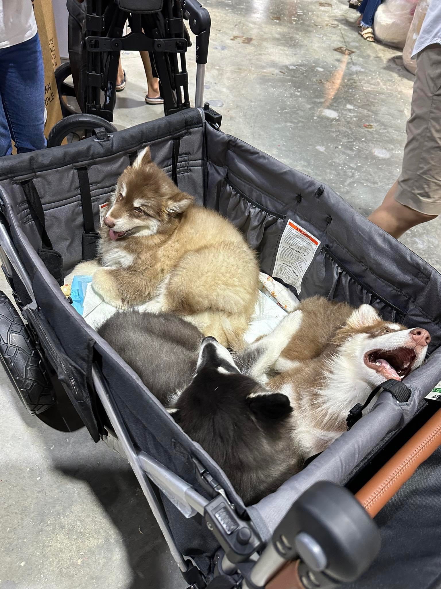 KEENZ 7S PLUS+ Humvee Wagon รถเข็นแบบ 4 ที่นั่ง