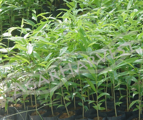 ต้นกล้าไม้กฤษณา ไม้หอม Agarwood Seedlings / Agarwood Plant 3,000 unit