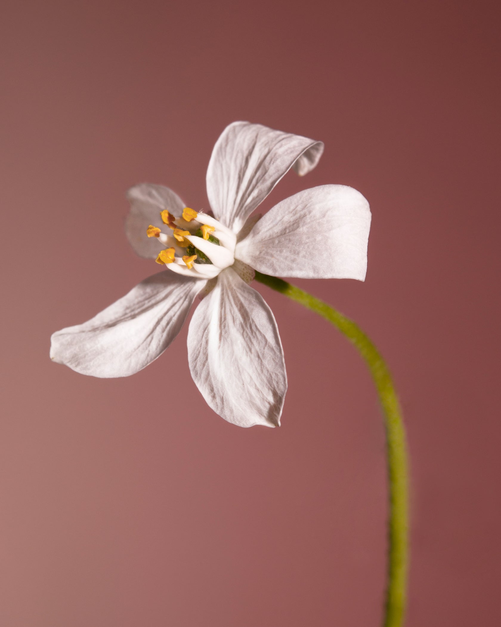 น้ำหอม BDK Parfums Velvet Tonka EDP 100ml