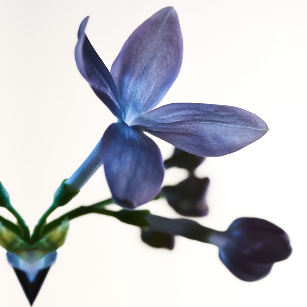 น้ำหอม Bottega Veneta Parco Palladiano VII EDP 100 ml