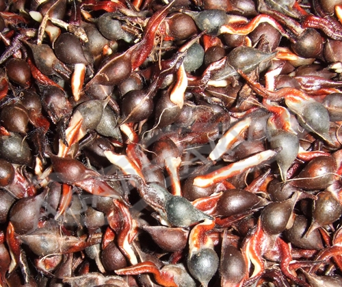 เมล็ดพันธุ์ไม้กฤษณา Agarwood Seeds 25 kg