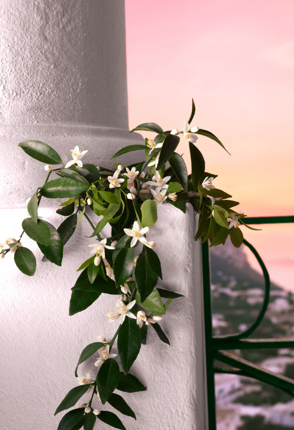 น้ำหอม Dolce and Gabbana Devotion Intense EDP