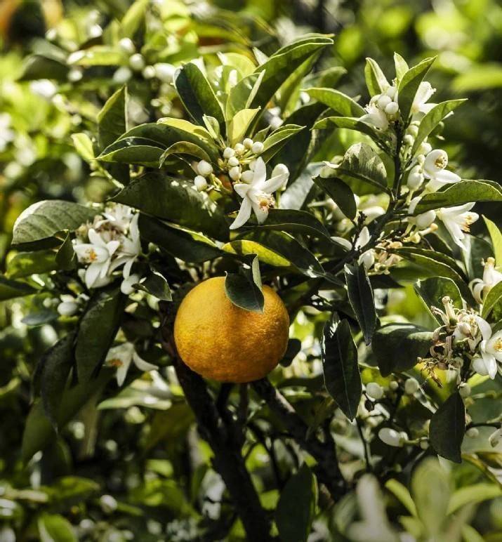 น้ำหอม Dior J'adore EDT 100ml