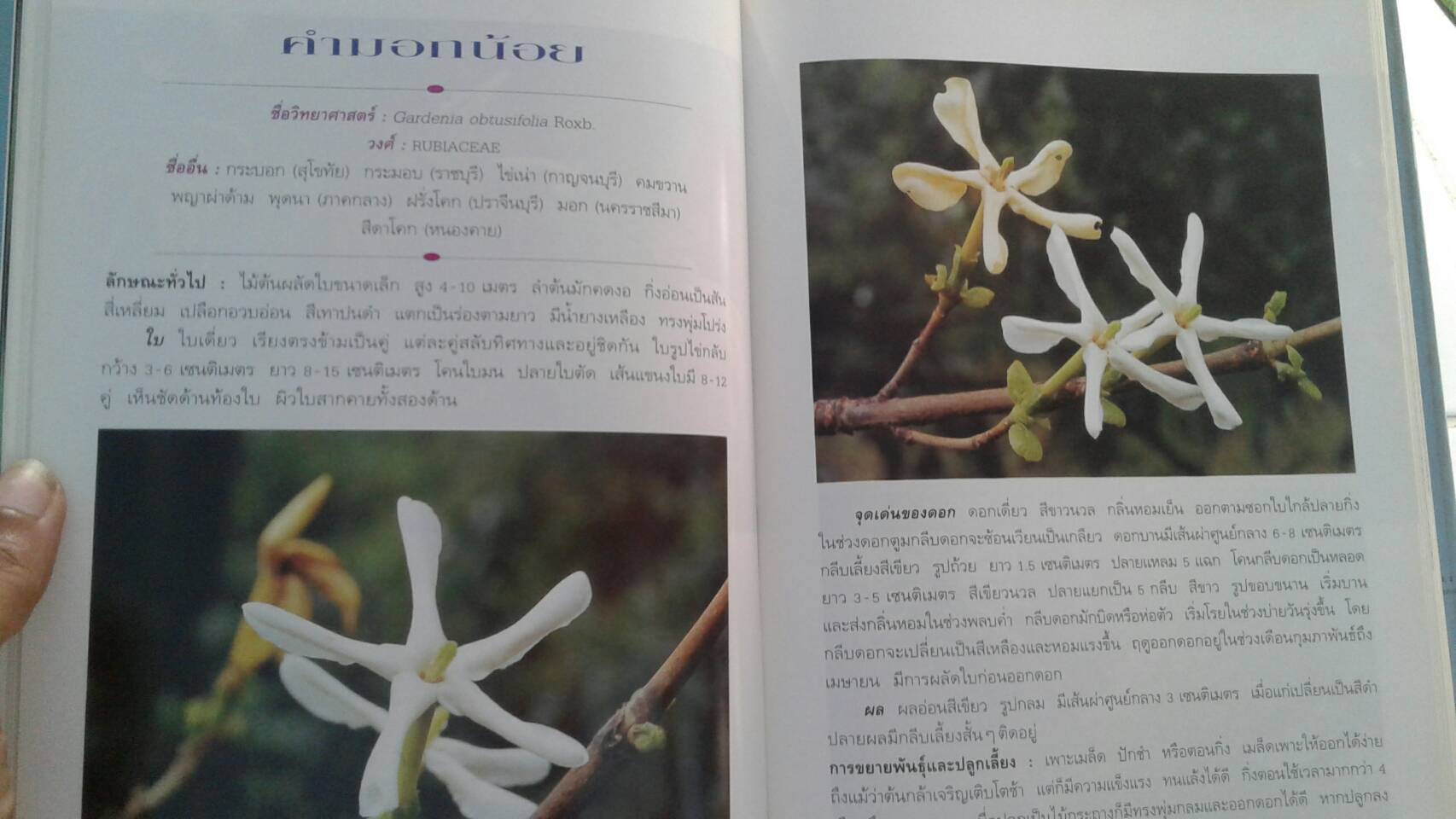 ไม้ดอกหอม เล่ม 3