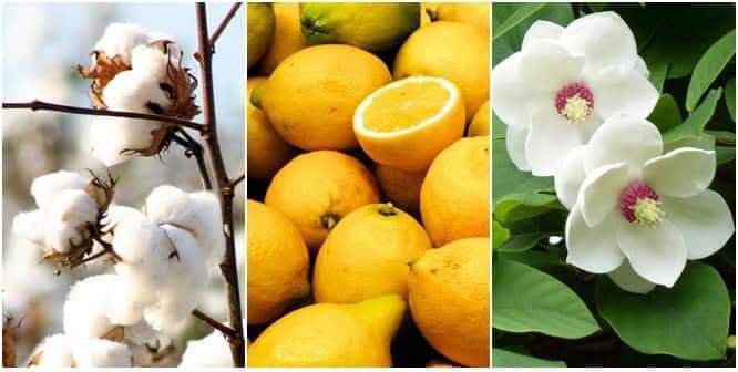 น้ำหอม Chloe EDT โบว์ขาว