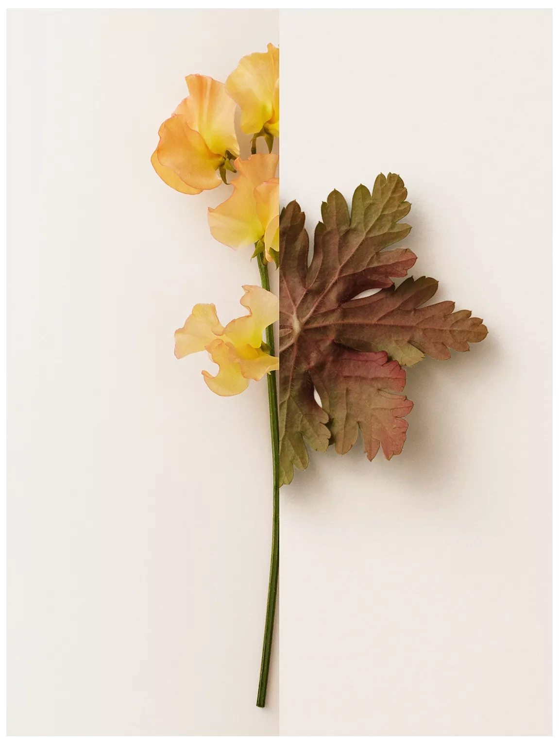 น้ำหอม MY BURBERRY EDP