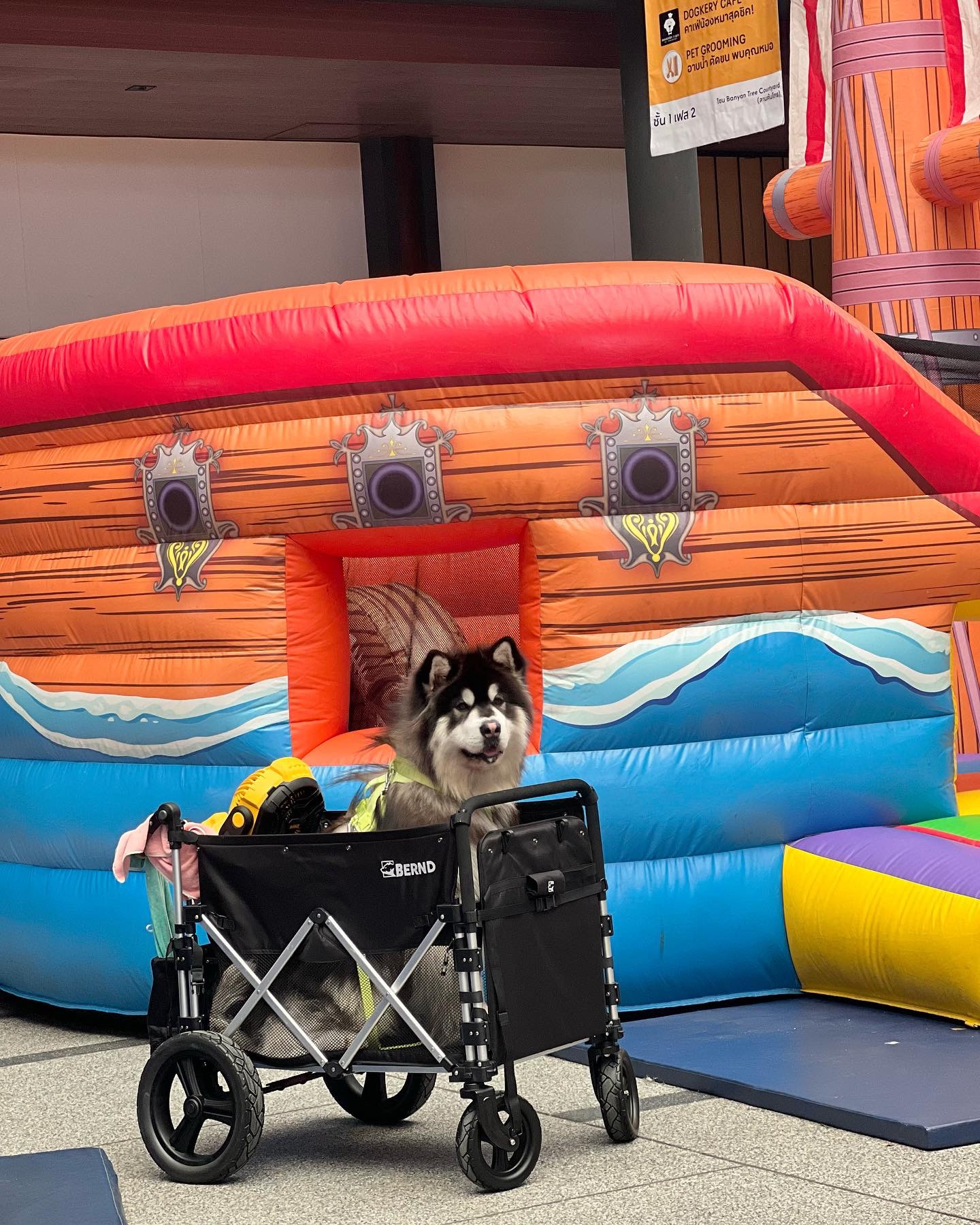 BERND รุ่น Bloom Pet รถเข็นสำหรับสัตว์เลี้ยง รับน้ำหนักได้สูงสุด 100kg.