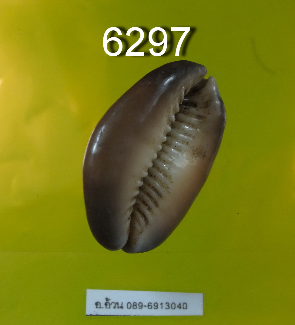 หอยเบี้ย 6297