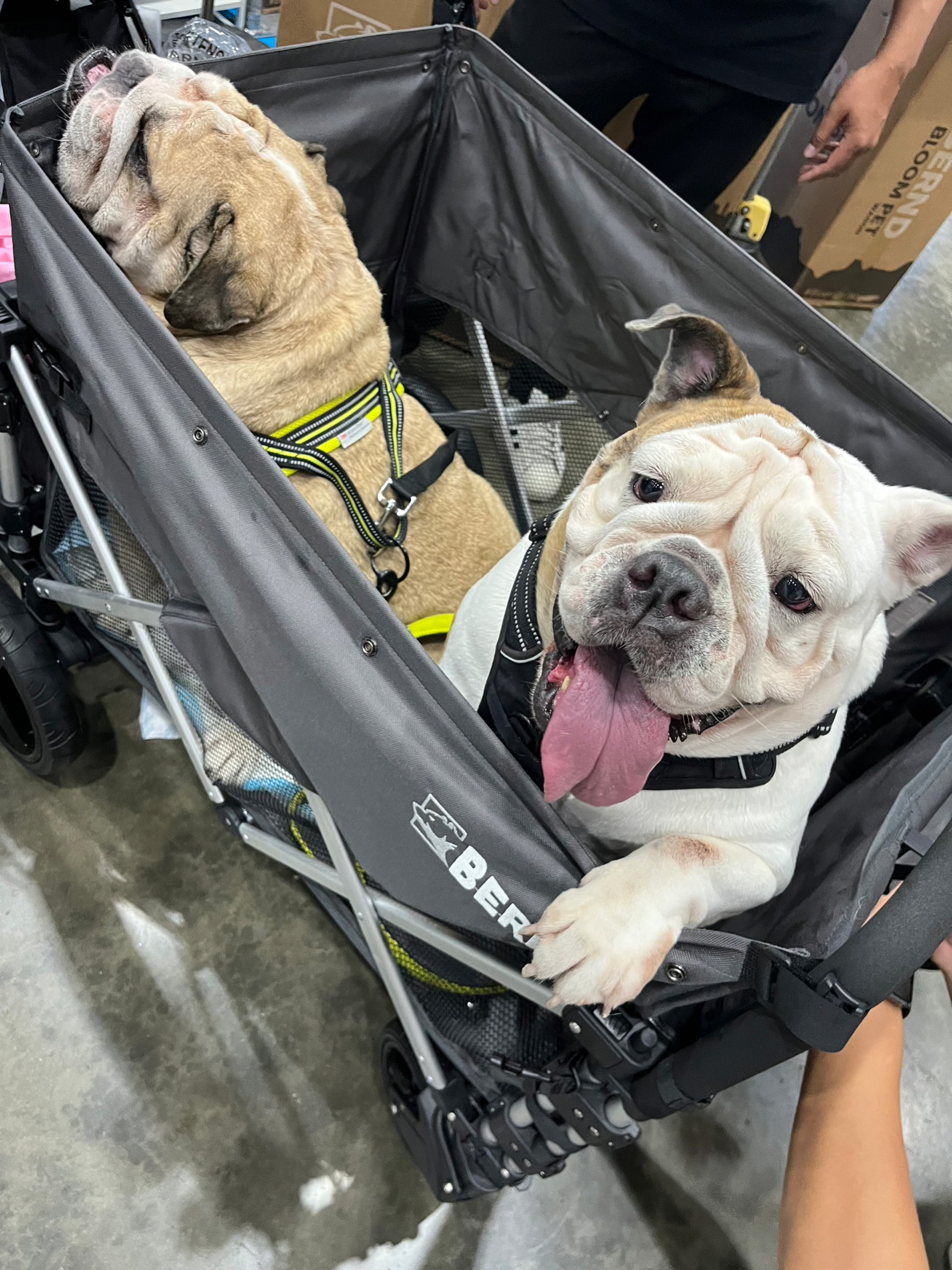BERND รุ่น Bloom Pet รถเข็นสำหรับสัตว์เลี้ยง รับน้ำหนักได้สูงสุด 100kg.