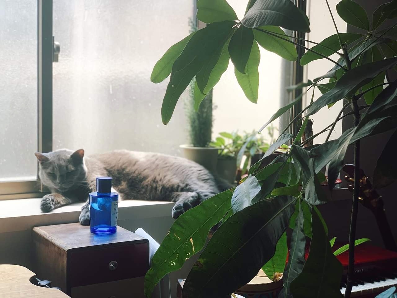 น้ำหอม Cipresso di Toscana by Acqua di Parma 150ml