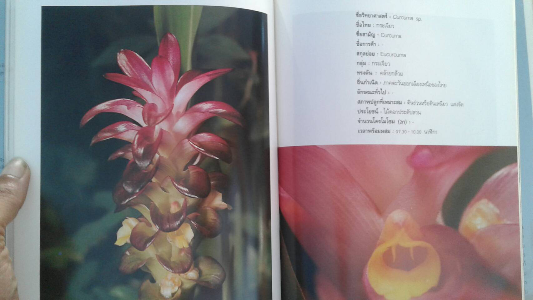 ประทุมมาและกระเจียว ไม่ดอกไม้ประดับ