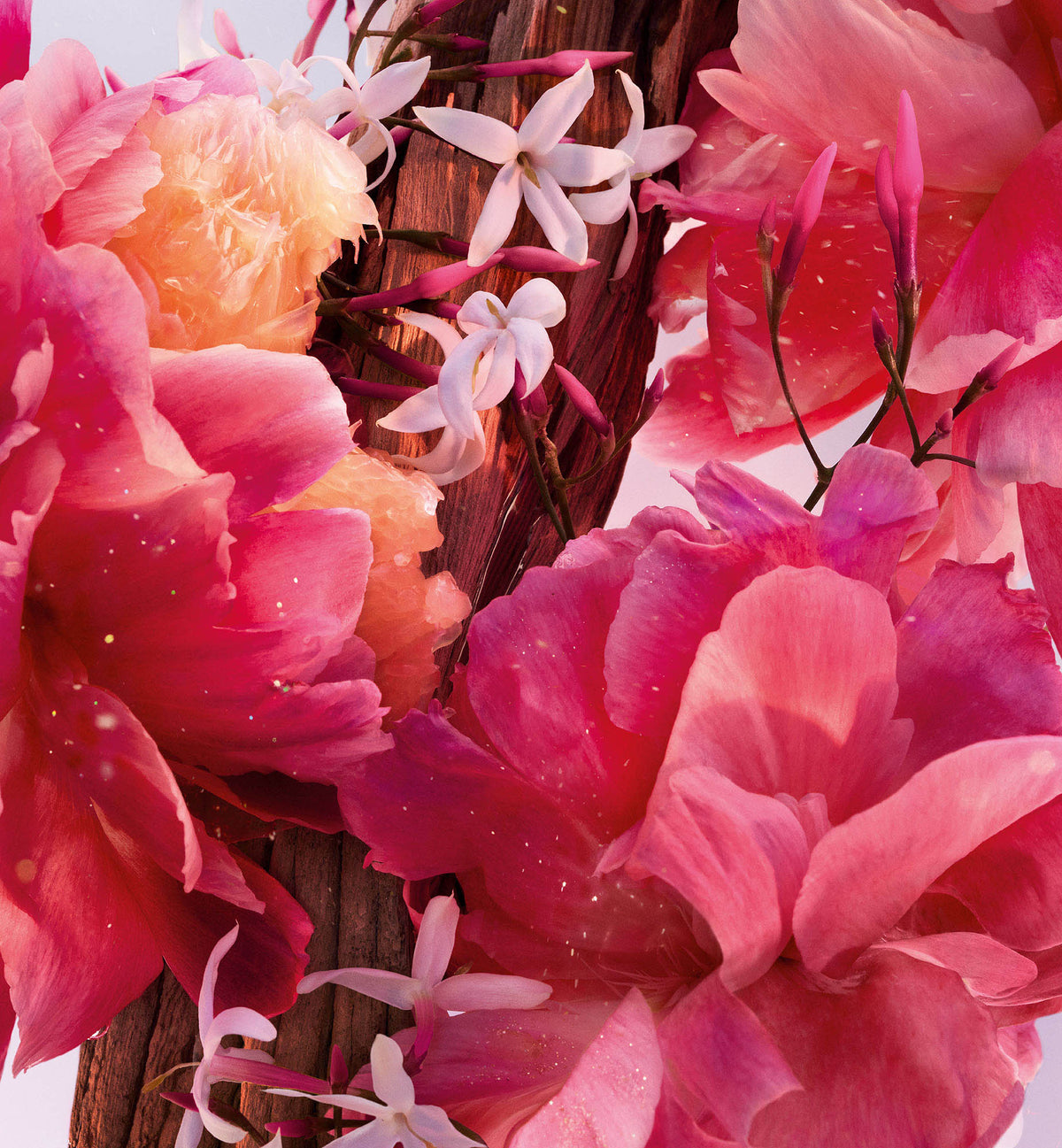 น้ำหอม Miss Dior Parfum