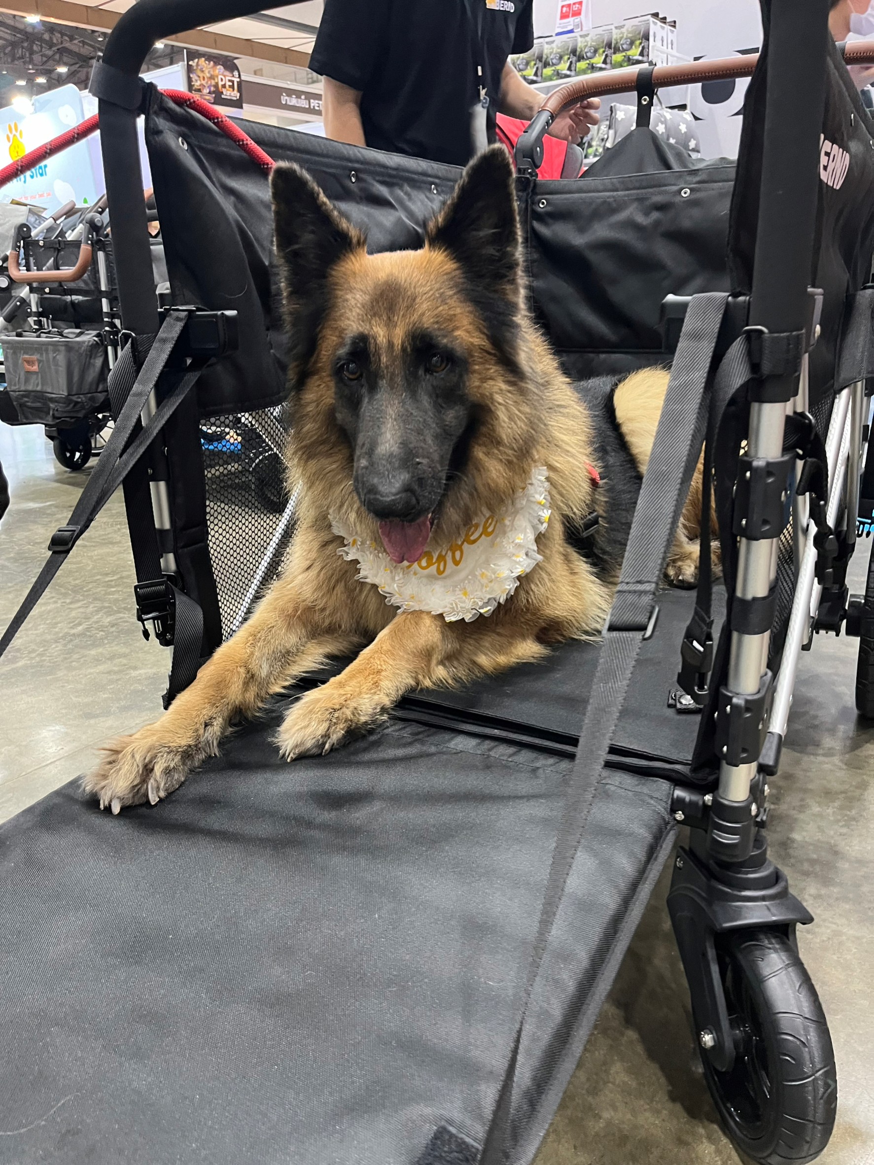 BERND รุ่น Bloom Pet รถเข็นสำหรับสัตว์เลี้ยง รับน้ำหนักได้สูงสุด 100kg.