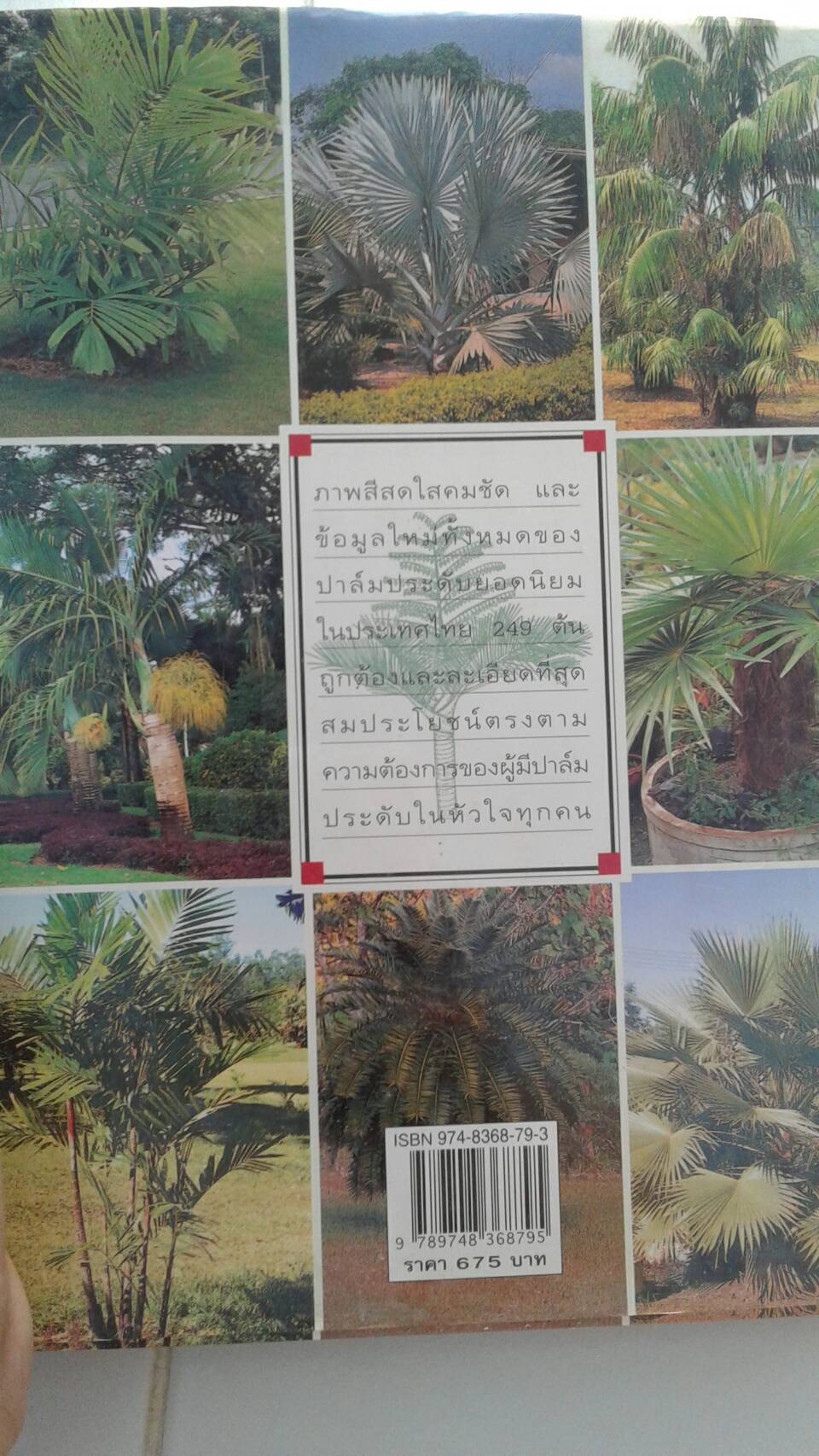 คู่มือ ปาล์มประดับ
