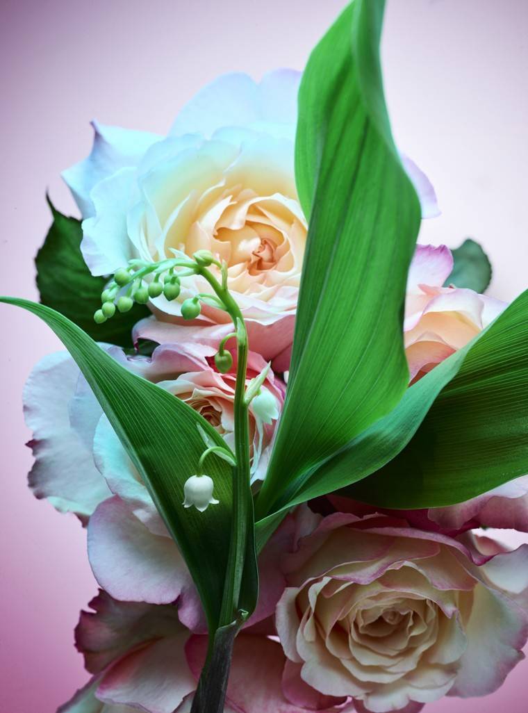 น้ำหอม Bvlgari Rose Goldea Blossom Delight EDP 75ml