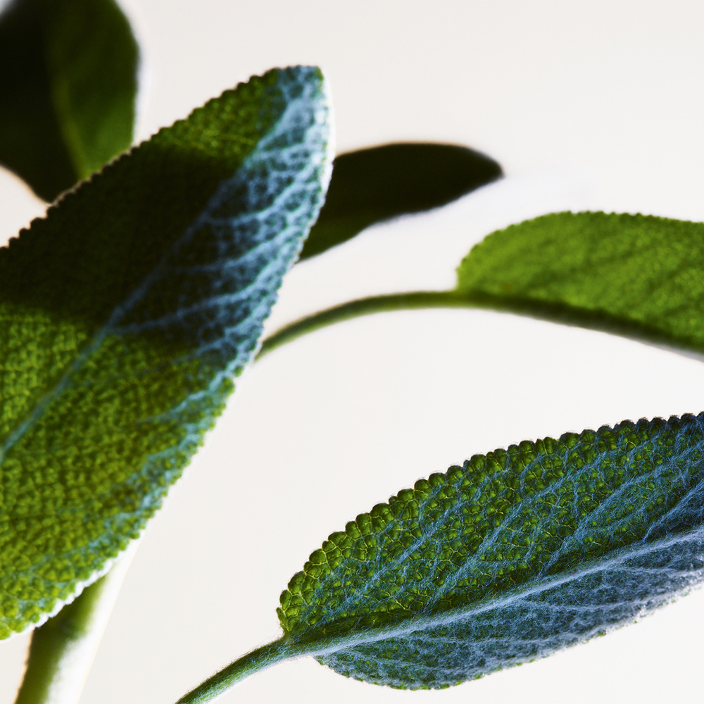 น้ำหอม Bottega Veneta Parco Palladiano XV EDP 100ml.