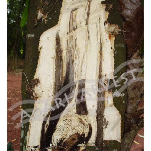 ท่อนไม้กฤษณา (ทำสารแล้ว) Agarwood Tree Logs 50 kg