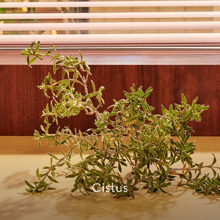 น้ำหอม Gucci Guilty Pour Homme Parfum