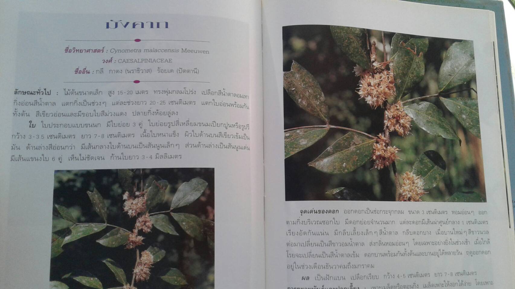 ไม้ดอกหอม เล่ม 3