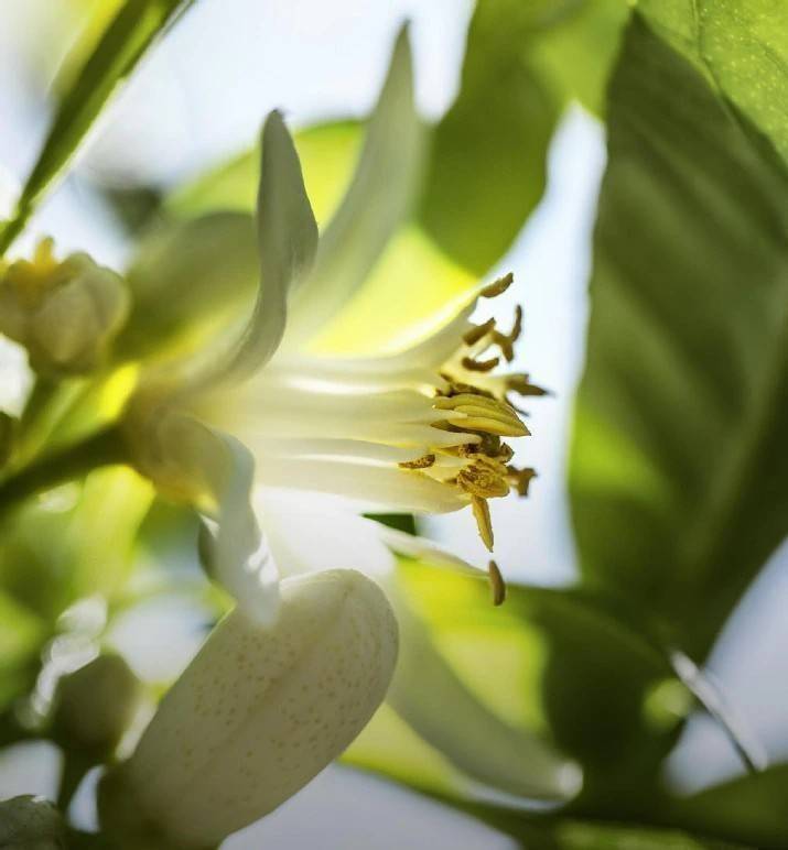 น้ำหอม Dior J'adore EDT 100ml