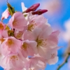 น้ำหอม Floral | กลิ่นดอกไม้ น่ารักๆ