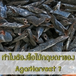 ทำไมต้องซื้อไม้กฤษณา (Agarwood) ของ AgarHarvest
