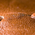น้ำหอม Leather | กลิ่นหนังสัตว์ เครื่องเทศ สำหรับสุภาพบุรุษ