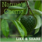 Soursop and Cancer ทุเรียนเทศ กับ มะเร็ง