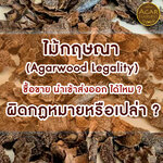 ไม้กฤษณา (Agarwood Legality) ซื้อขาย นำเข้าส่งออก (Export-Import) ได้ไหม ผิดกฏหมายหรือเปล่า