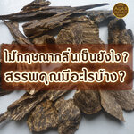 ไม้กฤษณา Agarwood กลิ่นเป็นยังไง? สรรพคุณมีอะไรบ้าง?