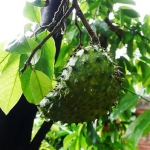 Soursop , The Natural Cancer Killer.