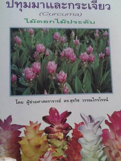 ประทุมมาและกระเจียว ไม่ดอกไม้ประดับ